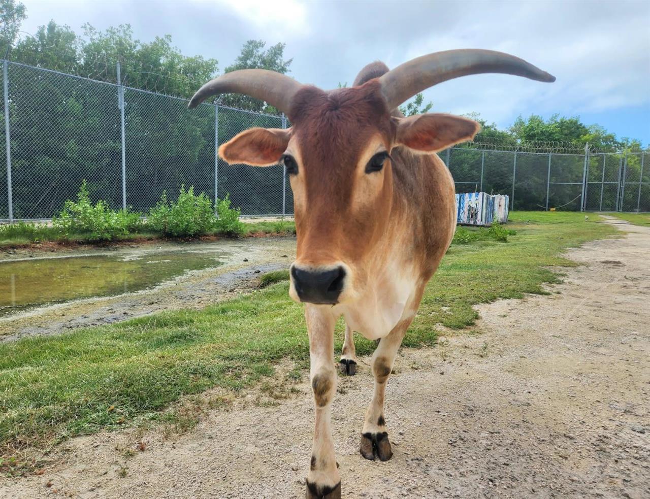 4559 Kw Animal Farm Thunder Zemu B